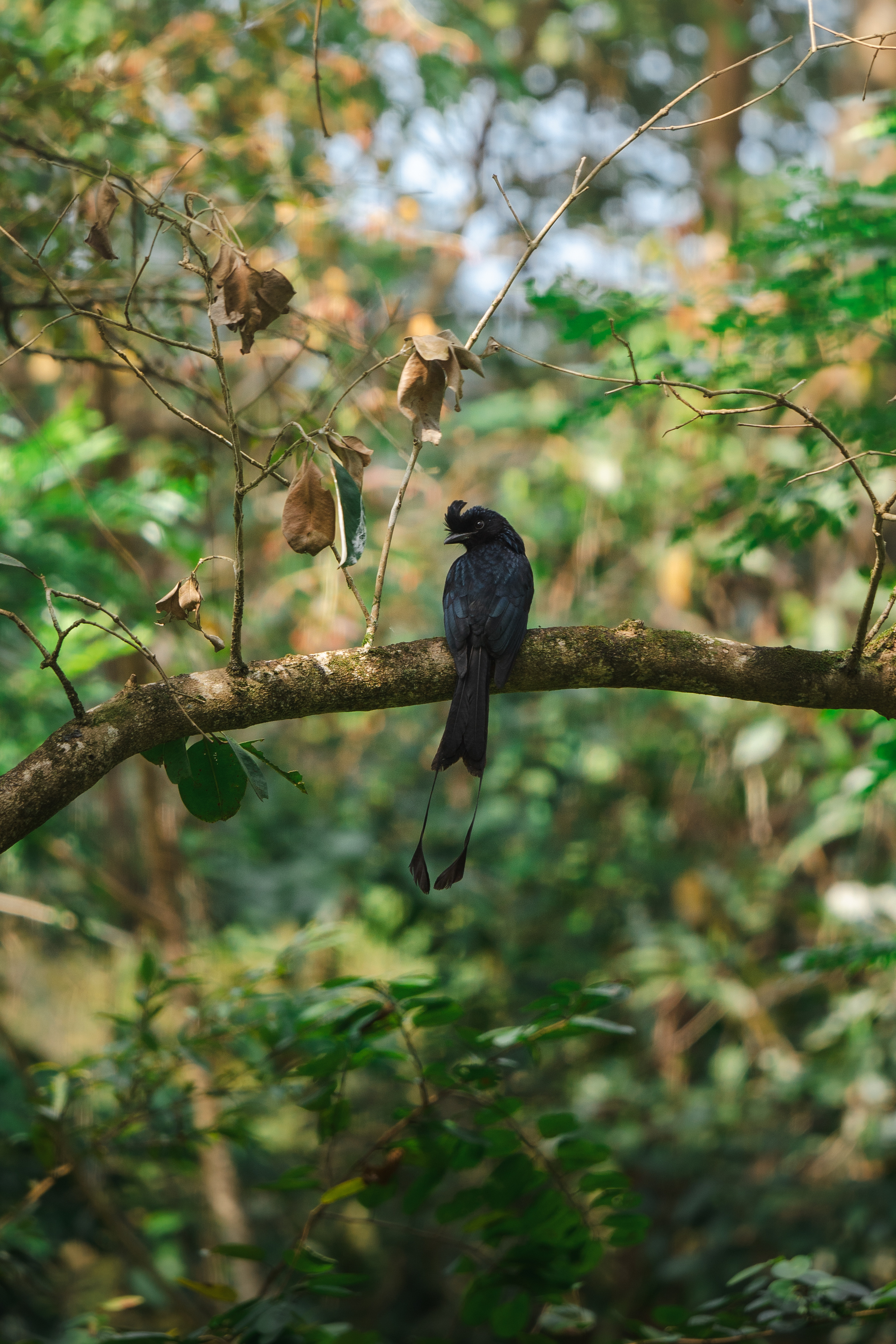 Drongo malgache