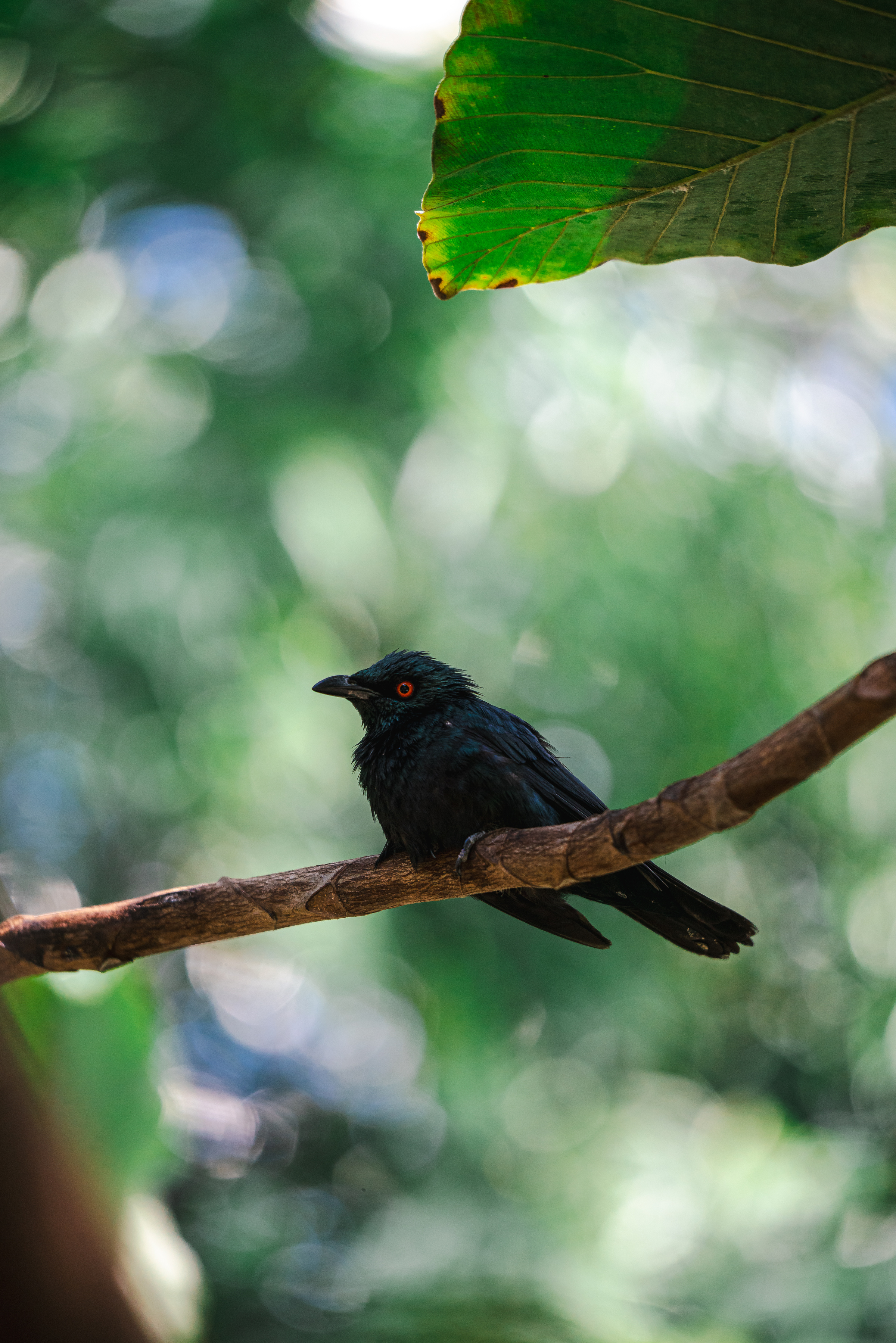 Drongo Pailleté
