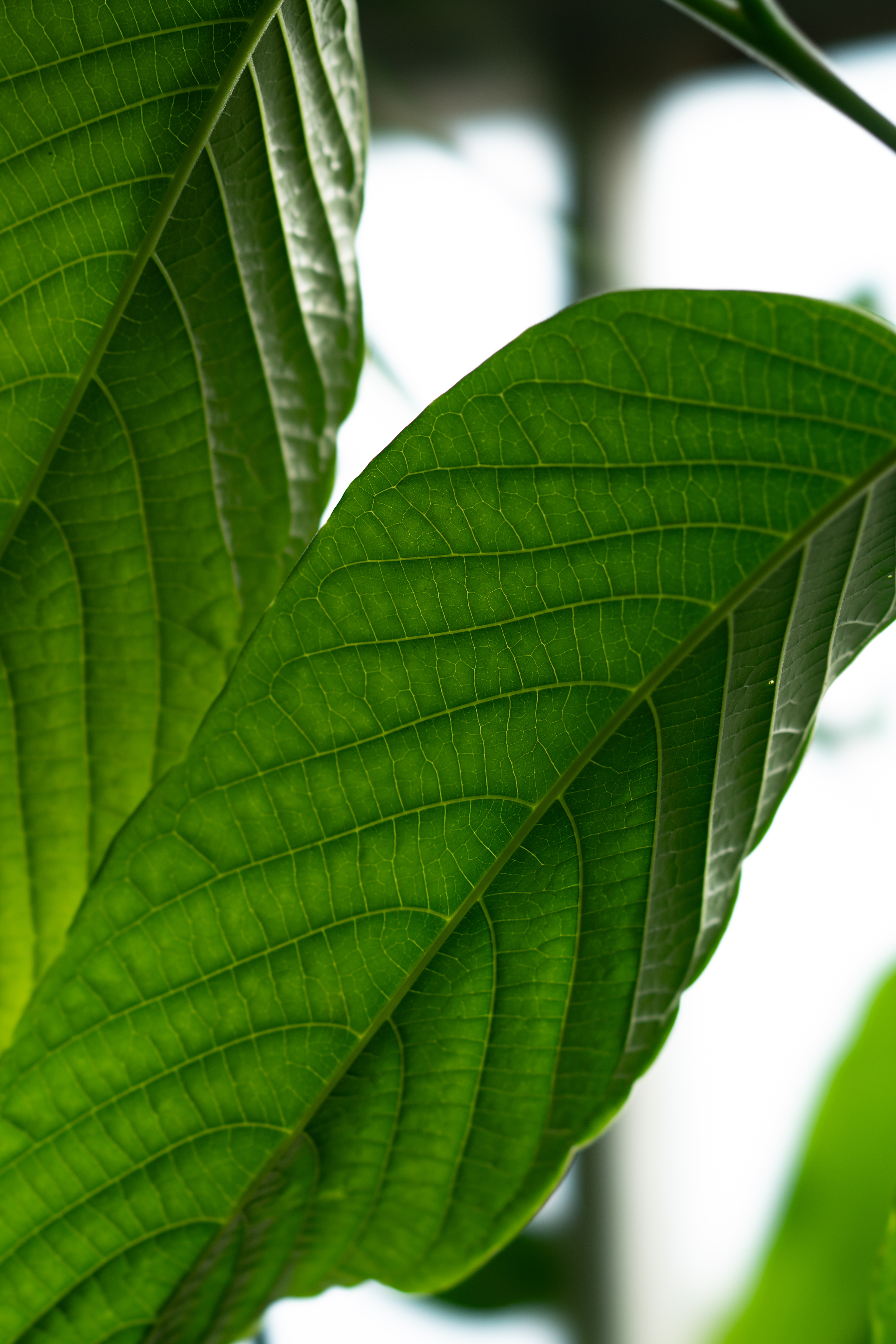 Kratom