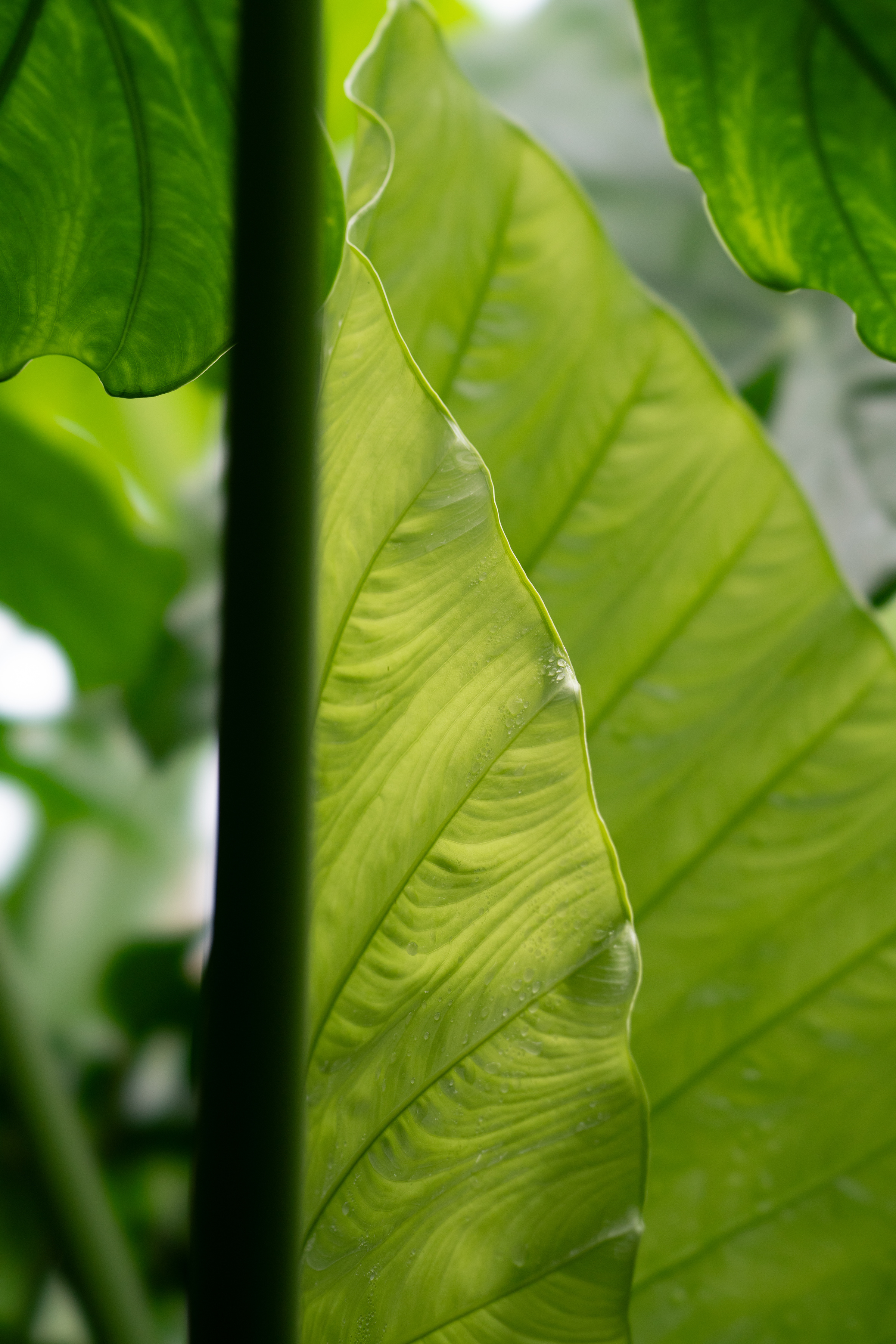 Alocasia
