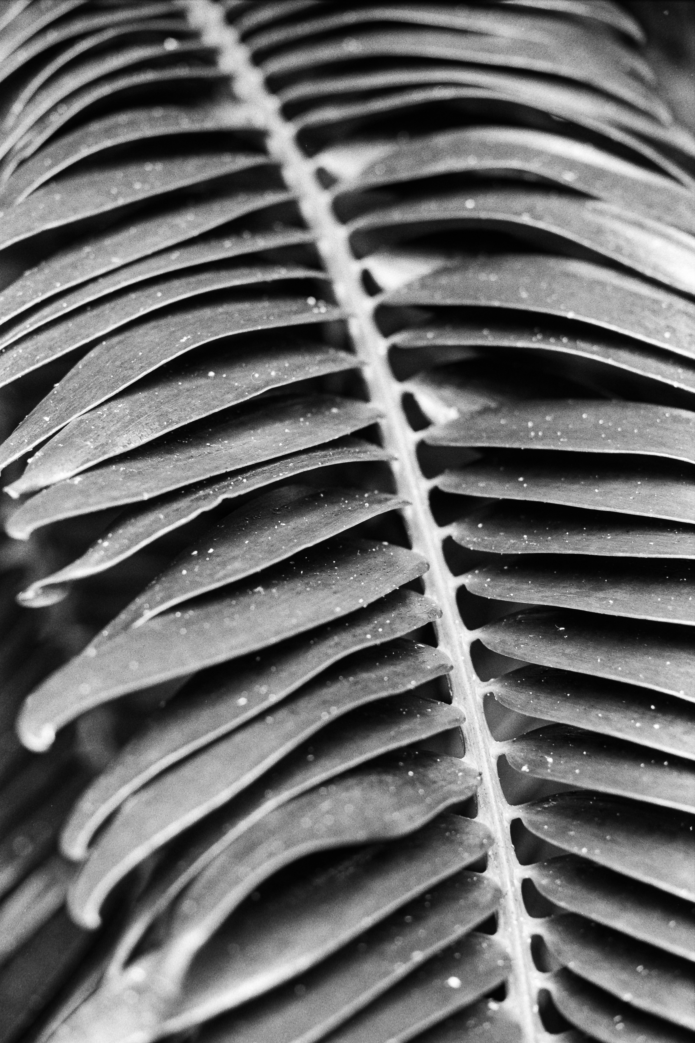 Cycas revoluta
