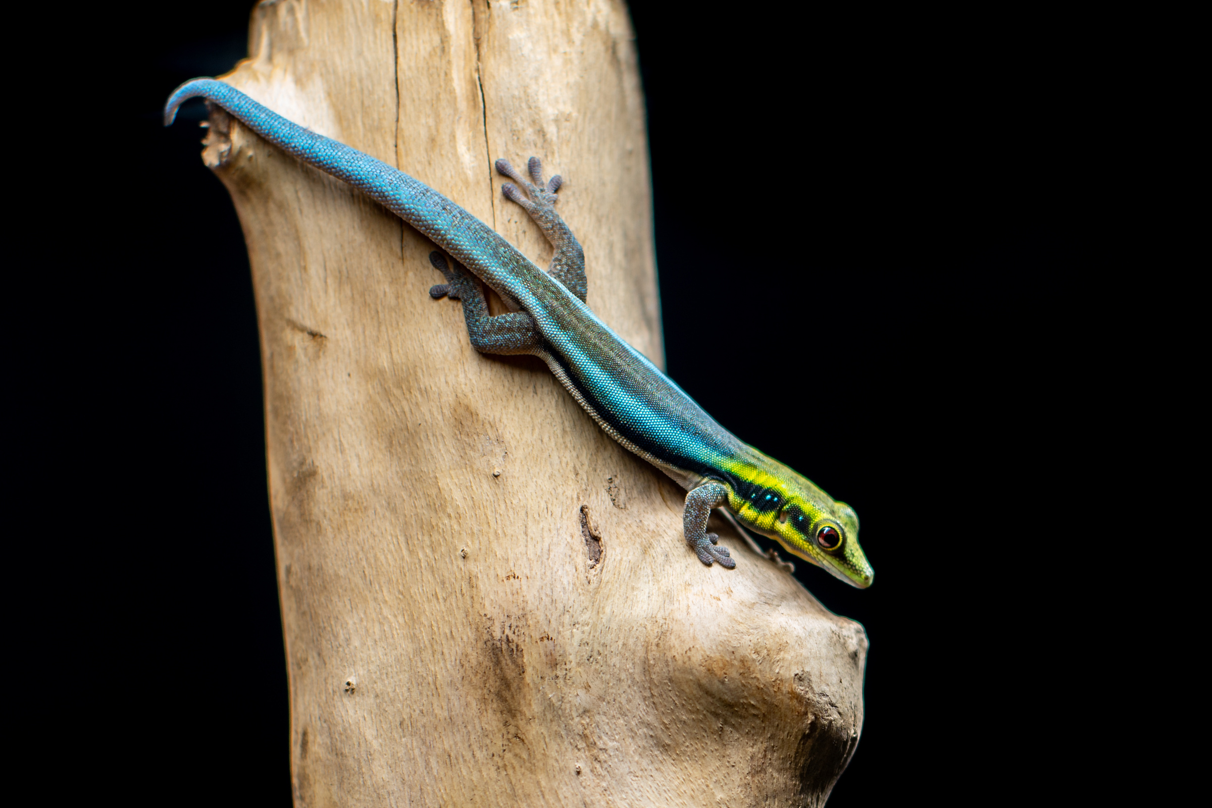 Phelsuma Klemmeri