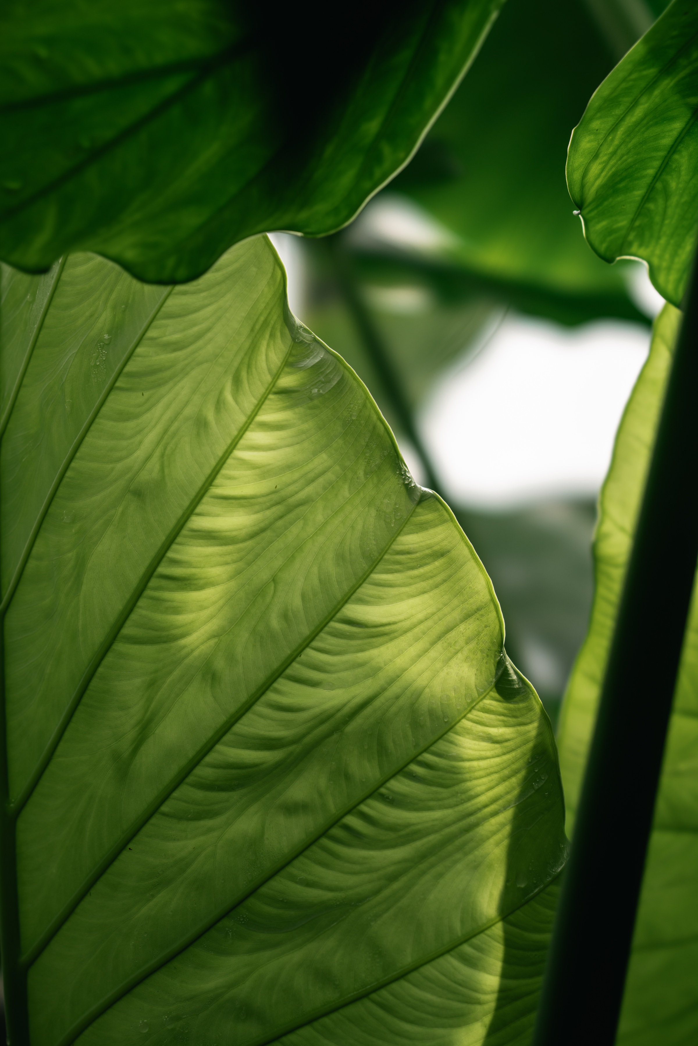 Colocasia