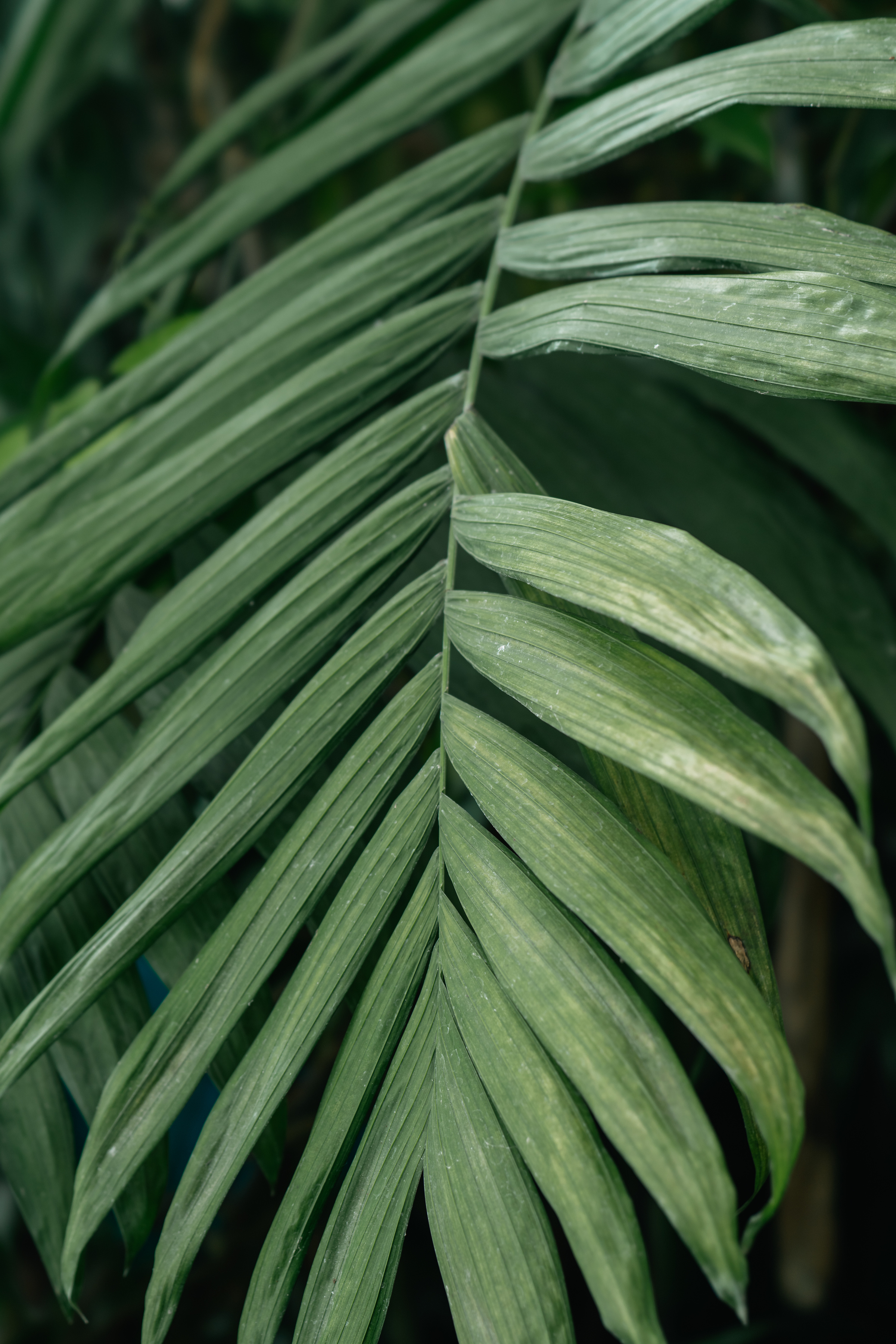 Areca